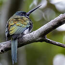 Jacamar à ventre blanc