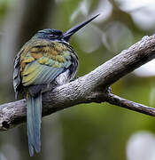 Bronzy Jacamar