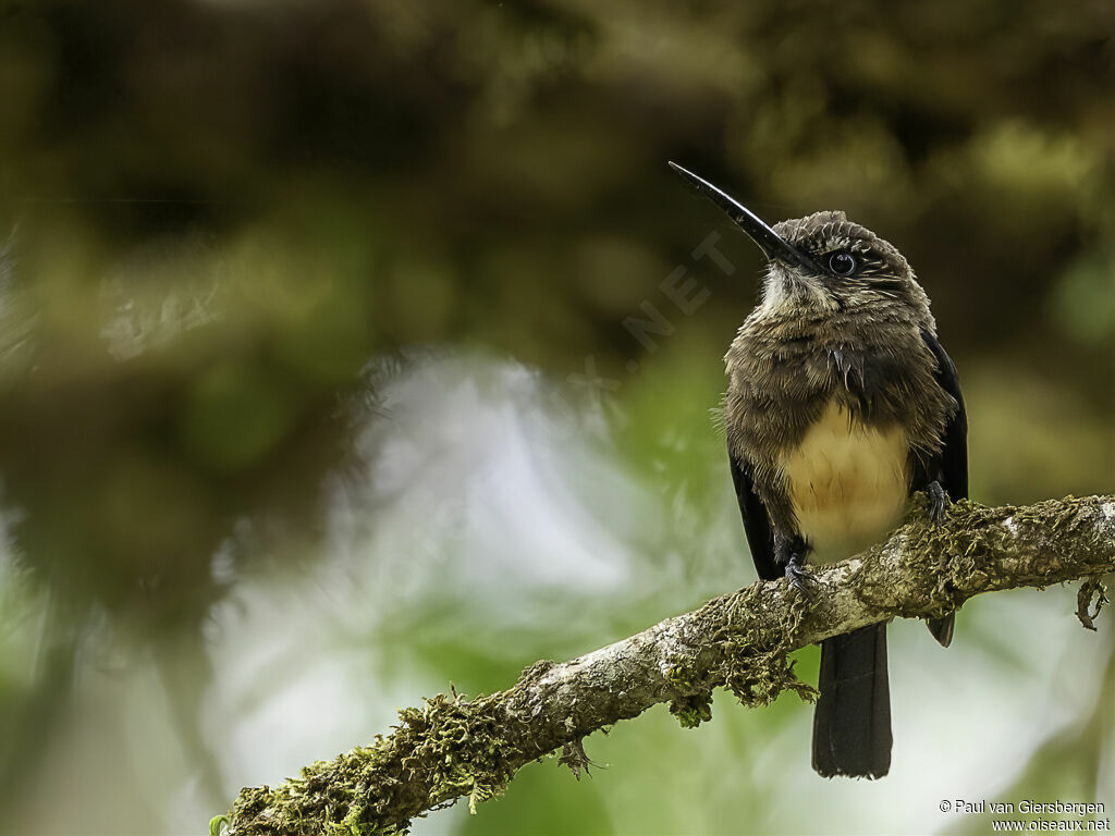 Jacamar brunadulte