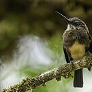 Jacamar brun