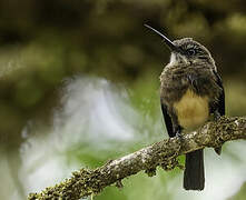 Brown Jacamar