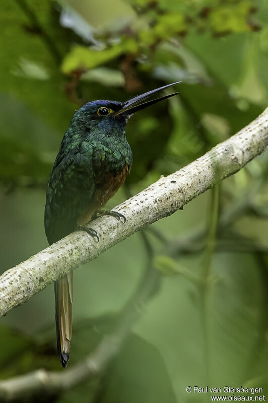 Coppery-chested Jacamar male adult