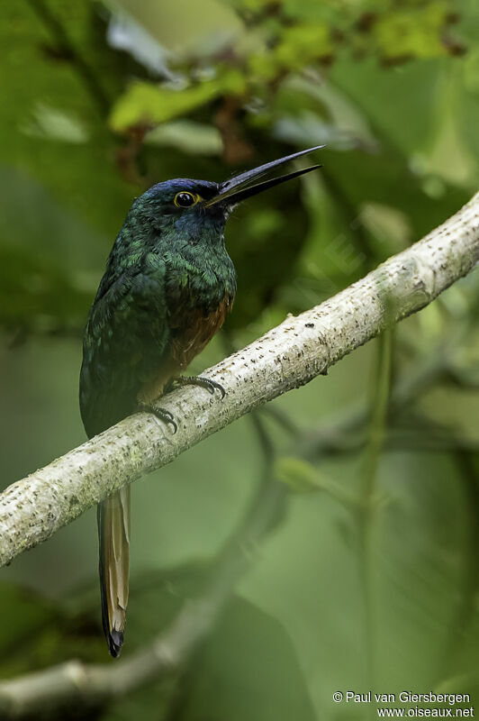 Jacamar des Andes mâle adulte