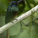 Jacamar des Andes