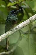 Coppery-chested Jacamar