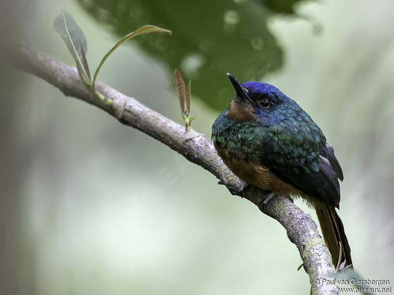 Coppery-chested Jacamar female adult