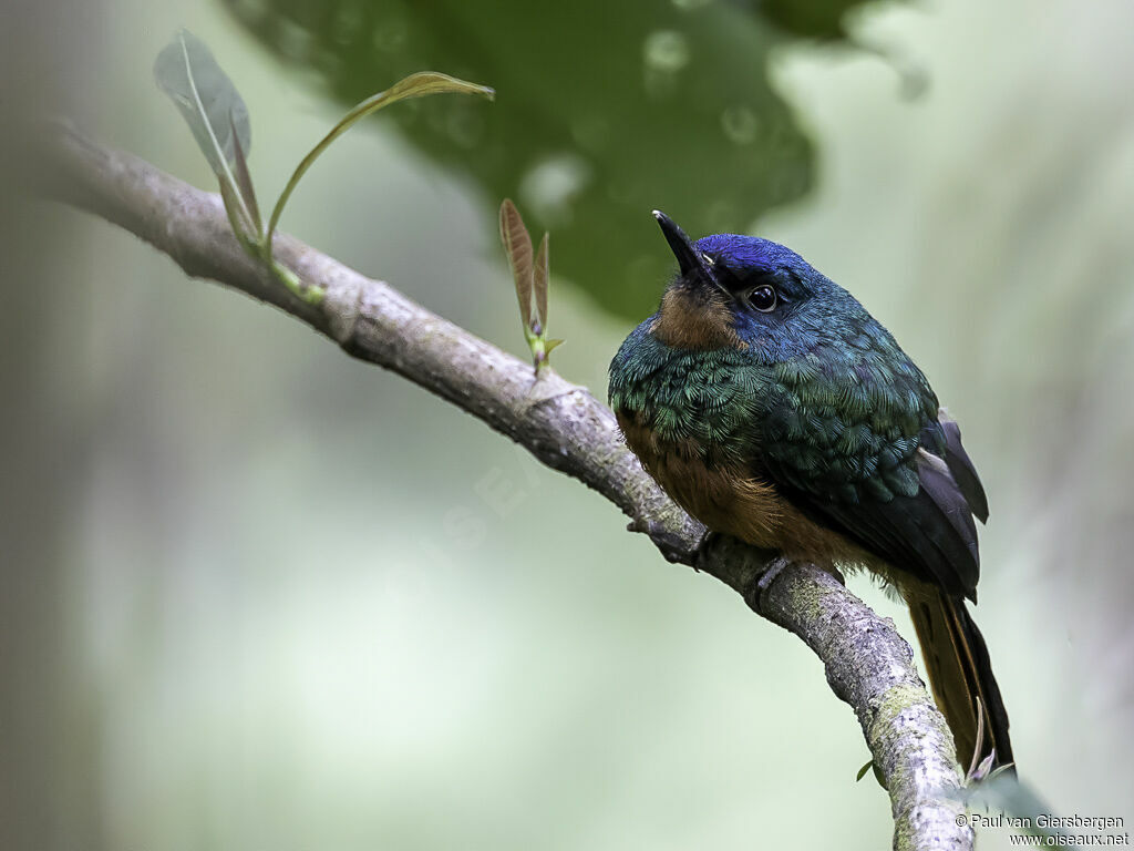 Coppery-chested Jacamar female adult