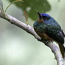 Jacamar des Andes