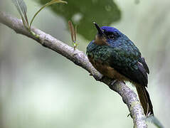 Coppery-chested Jacamar