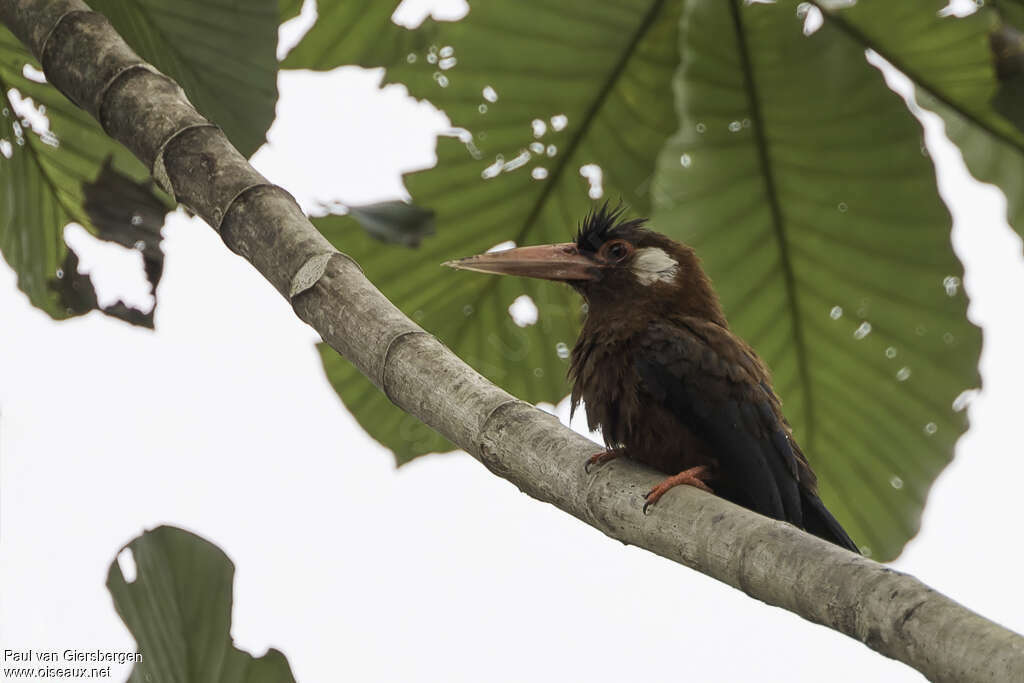 White-eared Jacamaradult, identification