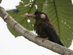 White-eared Jacamar