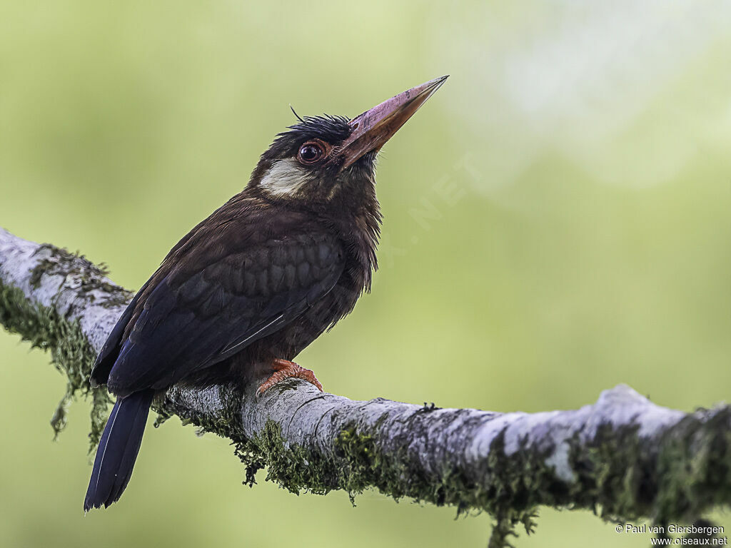 Jacamar oreillardadulte