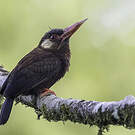 Jacamar oreillard