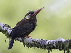 White-eared Jacamar