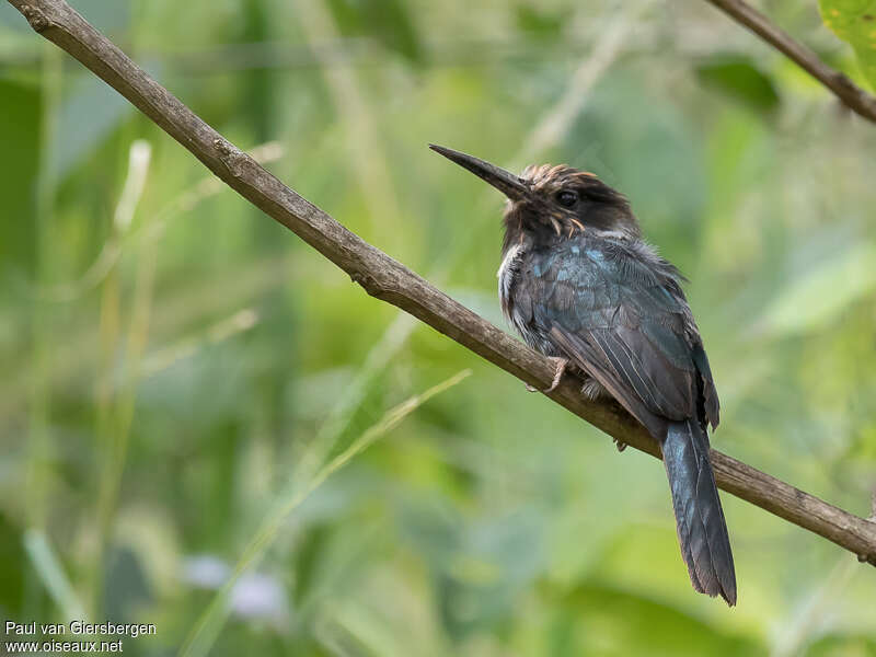 Jacamar tridactyle