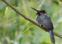 Three-toed Jacamar