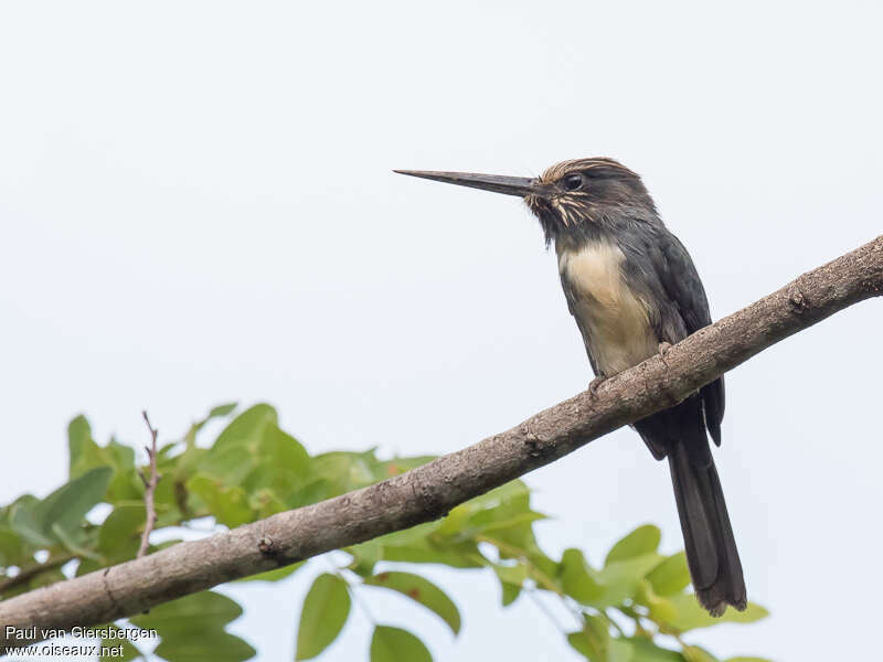 Jacamar tridactyleadulte, identification