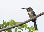 Jacamar tridactyle