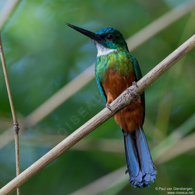 Green-tailed Jacamar