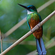 Green-tailed Jacamar