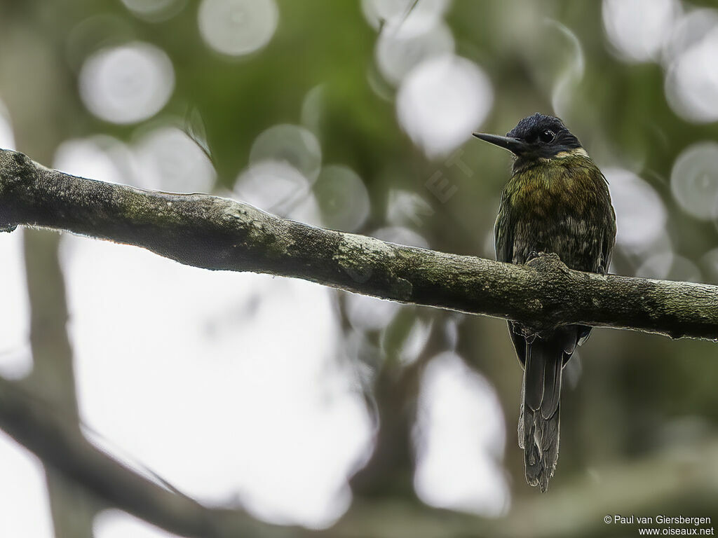 Purplish Jacamaradult