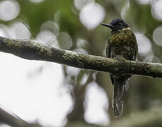 Jacamar violacé