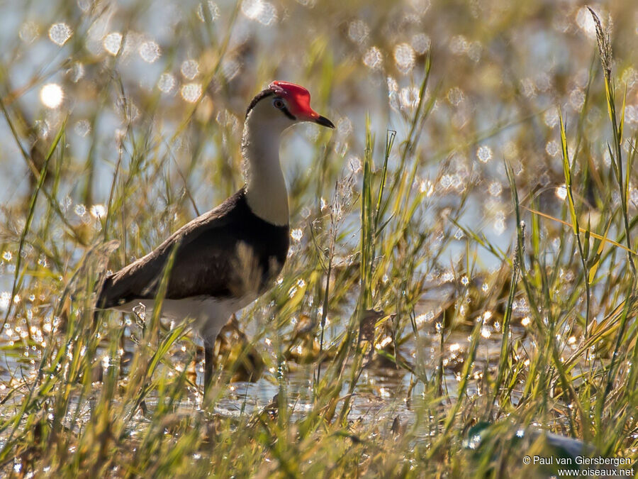 Jacana à crêteadulte