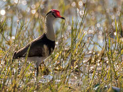 Comb-crested Jacana