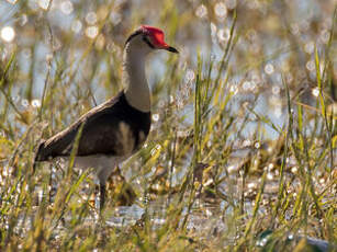 Jacana à crête