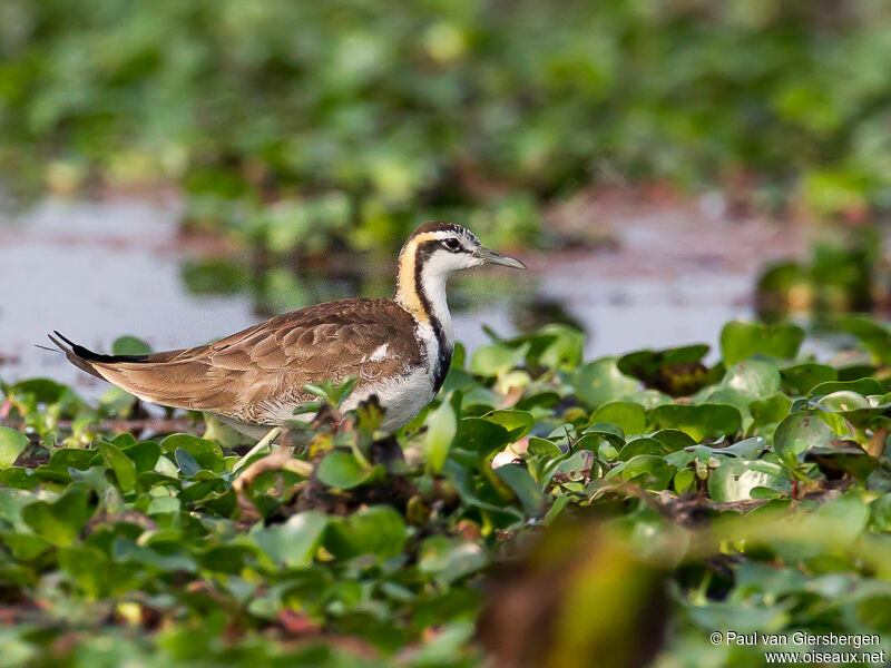 Jacana à longue queue