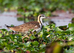 Jacana à longue queue