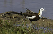 Jacana à longue queue