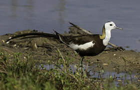 Pheasant-tailed Jacana