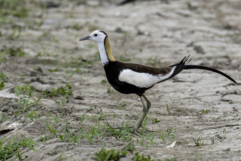 Jacana à longue queueadulte nuptial