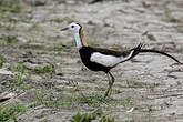 Jacana à longue queue