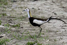 Jacana à longue queue