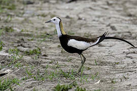 Jacana à longue queue