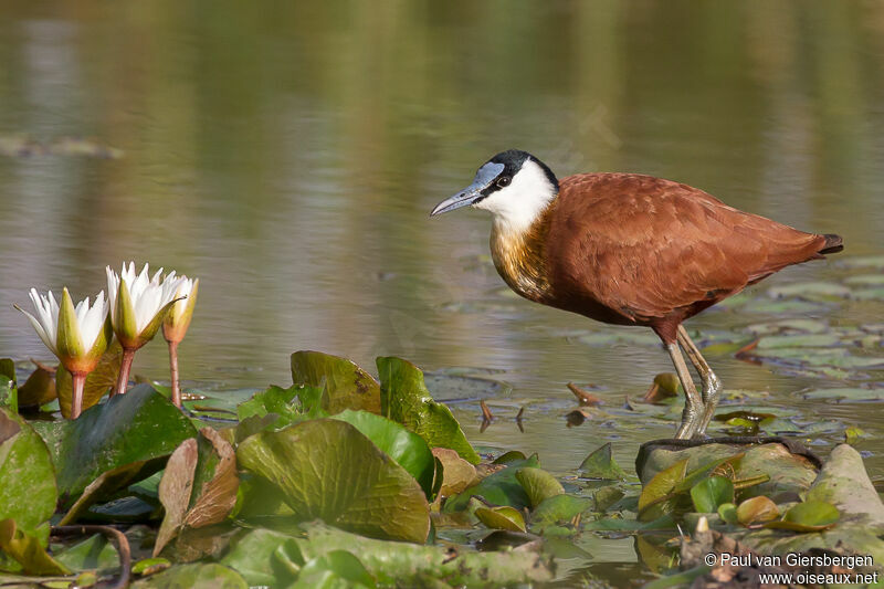 Jacana à poitrine dorée