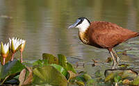 Jacana à poitrine dorée