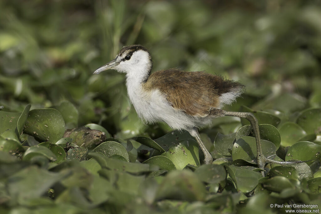 Jacana à poitrine doréejuvénile