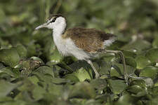 Jacana à poitrine dorée