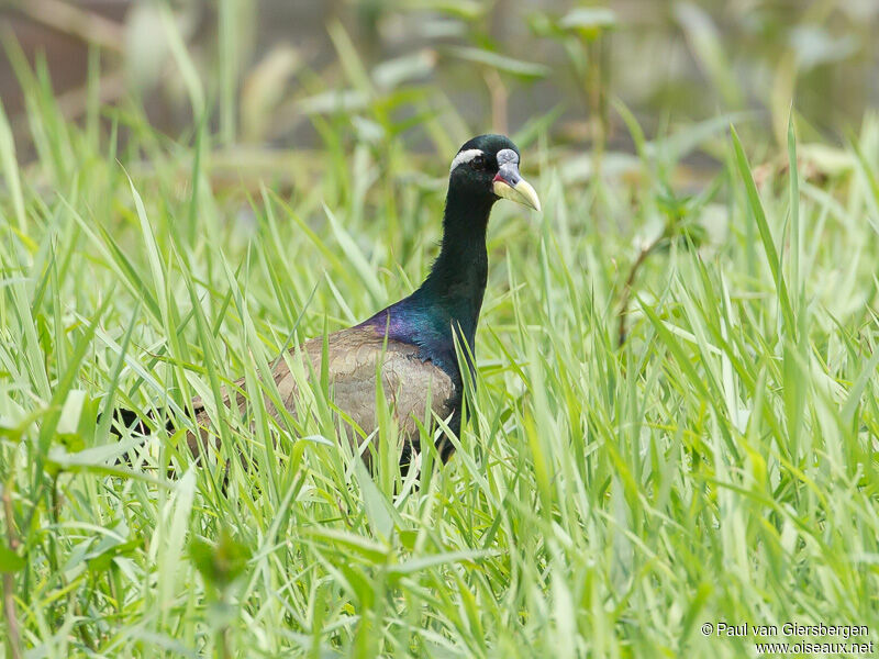 Jacana bronzé