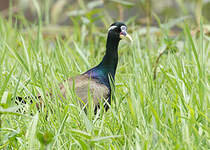 Jacana bronzé