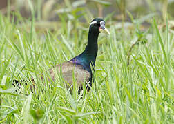 Bronze-winged Jacana