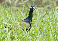 Jacana bronzé