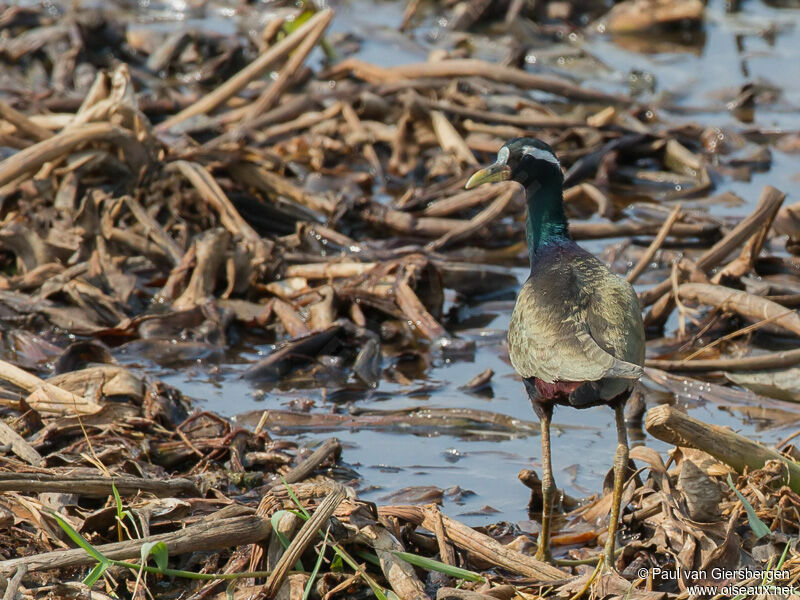 Jacana bronzé