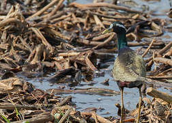 Bronze-winged Jacana