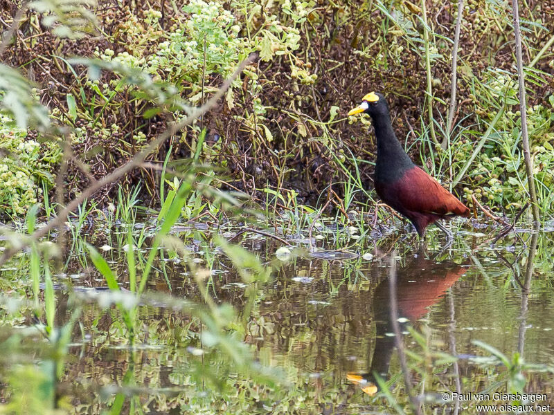 Northern Jacana