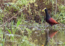 Northern Jacana