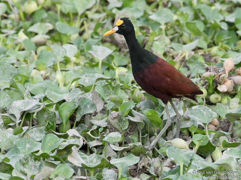 Northern Jacana